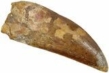 Serrated, Carcharodontosaurus Tooth - Real Dinosaur Tooth #234259-1